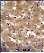 PHF12 Antibody in Immunohistochemistry (Paraffin) (IHC (P))