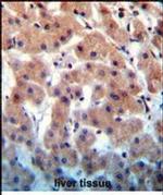 INHBB Antibody in Immunohistochemistry (Paraffin) (IHC (P))