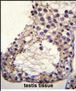 OTOA Antibody in Immunohistochemistry (Paraffin) (IHC (P))