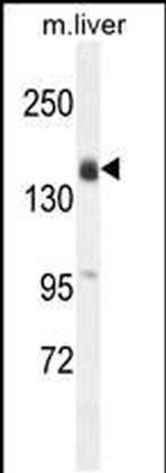 OTOA Antibody in Western Blot (WB)