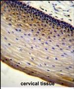 LENG9 Antibody in Immunohistochemistry (Paraffin) (IHC (P))