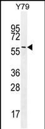 LENG9 Antibody in Western Blot (WB)