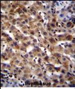 SPACA5 Antibody in Immunohistochemistry (Paraffin) (IHC (P))