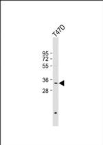PSMB11 Antibody in Western Blot (WB)