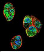 C11orf95 Antibody in Immunocytochemistry (ICC/IF)