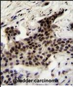 UBXN2A Antibody in Immunohistochemistry (Paraffin) (IHC (P))