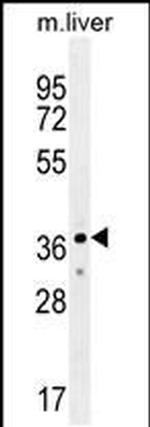 UBXN2A Antibody in Western Blot (WB)