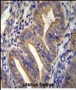 METTL10 Antibody in Immunohistochemistry (Paraffin) (IHC (P))