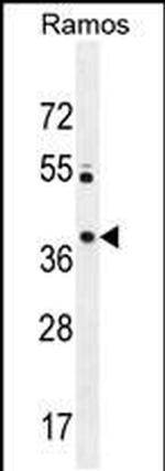 PRR22 Antibody in Western Blot (WB)
