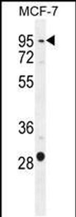 PTCHD3 Antibody in Western Blot (WB)