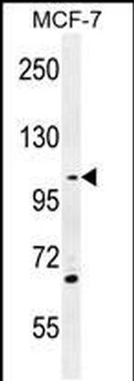 GAS2L2 Antibody in Western Blot (WB)