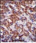 OR2B11 Antibody in Immunohistochemistry (Paraffin) (IHC (P))