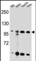 KSR2 Antibody in Western Blot (WB)