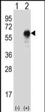 OIT3 Antibody in Western Blot (WB)