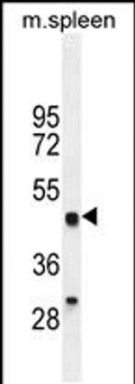 OIT3 Antibody in Western Blot (WB)