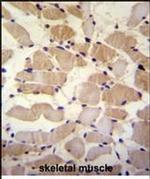 SUSD5 Antibody in Immunohistochemistry (Paraffin) (IHC (P))
