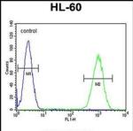 WDR93 Antibody in Flow Cytometry (Flow)