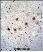 RBM14 Antibody in Immunohistochemistry (Paraffin) (IHC (P))
