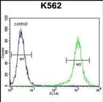HBB Antibody in Flow Cytometry (Flow)