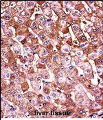 HBB Antibody in Immunohistochemistry (Paraffin) (IHC (P))