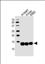 HBB Antibody in Western Blot (WB)