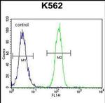 CCDC61 Antibody in Flow Cytometry (Flow)