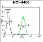 ARL17A Antibody in Flow Cytometry (Flow)