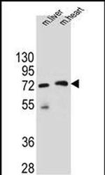 KCTD8 Antibody in Western Blot (WB)