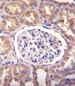 SLCO4C1 Antibody in Immunohistochemistry (Paraffin) (IHC (P))