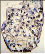 ODF3 Antibody in Immunohistochemistry (Paraffin) (IHC (P))