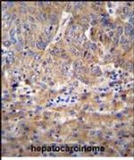 DIEXF Antibody in Immunohistochemistry (Paraffin) (IHC (P))