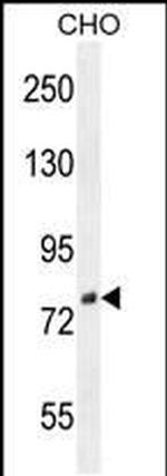 DIEXF Antibody in Western Blot (WB)