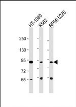 DIEXF Antibody in Western Blot (WB)