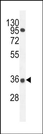PRR19 Antibody in Western Blot (WB)