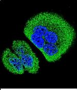 ANKRD58 Antibody in Immunocytochemistry (ICC/IF)