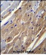 FGF16 Antibody in Immunohistochemistry (Paraffin) (IHC (P))
