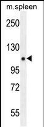 MNAR Antibody in Western Blot (WB)