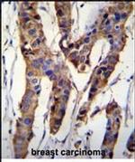 ZBTB24 Antibody in Immunohistochemistry (Paraffin) (IHC (P))