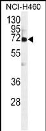 VWA2 Antibody in Western Blot (WB)
