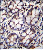 IQCA1 Antibody in Immunohistochemistry (Paraffin) (IHC (P))
