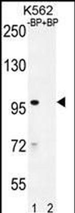 IQCA1 Antibody in Western Blot (WB)