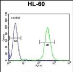RINL Antibody in Flow Cytometry (Flow)