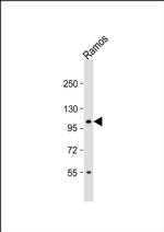 TAF4B Antibody in Western Blot (WB)