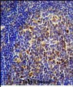 CHRNA10 Antibody in Immunohistochemistry (Paraffin) (IHC (P))