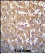 KDM5A Antibody in Immunohistochemistry (Paraffin) (IHC (P))