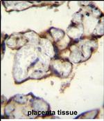 PLCXD2 Antibody in Immunohistochemistry (Paraffin) (IHC (P))