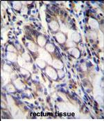 FNDC7 Antibody in Immunohistochemistry (Paraffin) (IHC (P))
