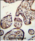 Calumenin Antibody in Immunohistochemistry (Paraffin) (IHC (P))