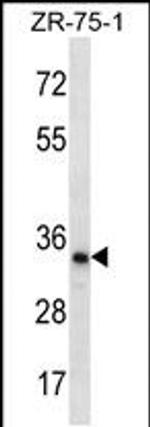 TLCD2 Antibody in Western Blot (WB)