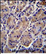 Kir7.1 (KCNJ13) Antibody in Immunohistochemistry (Paraffin) (IHC (P))